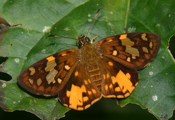 Apallaga galenus male UPS